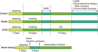 Modulation of colonic function in irritable bowel syndrome rats by electroacupuncture at ST25 and the neurobiological links between ST25 and the colon